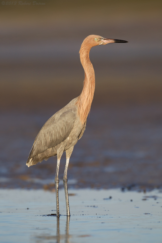 Reddish Egret