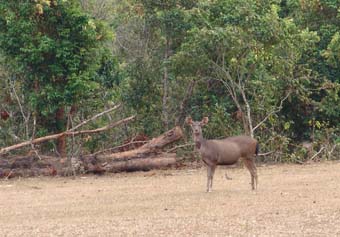 o6/68/930268/1/120610026.TDSUH2yZ.deer.jpg
