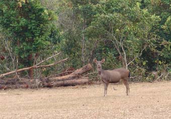 Sambar (Cervus unicolor) Female