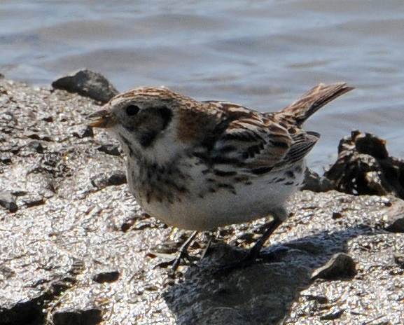 Lapland Longspur (Calcarius lapponicus)