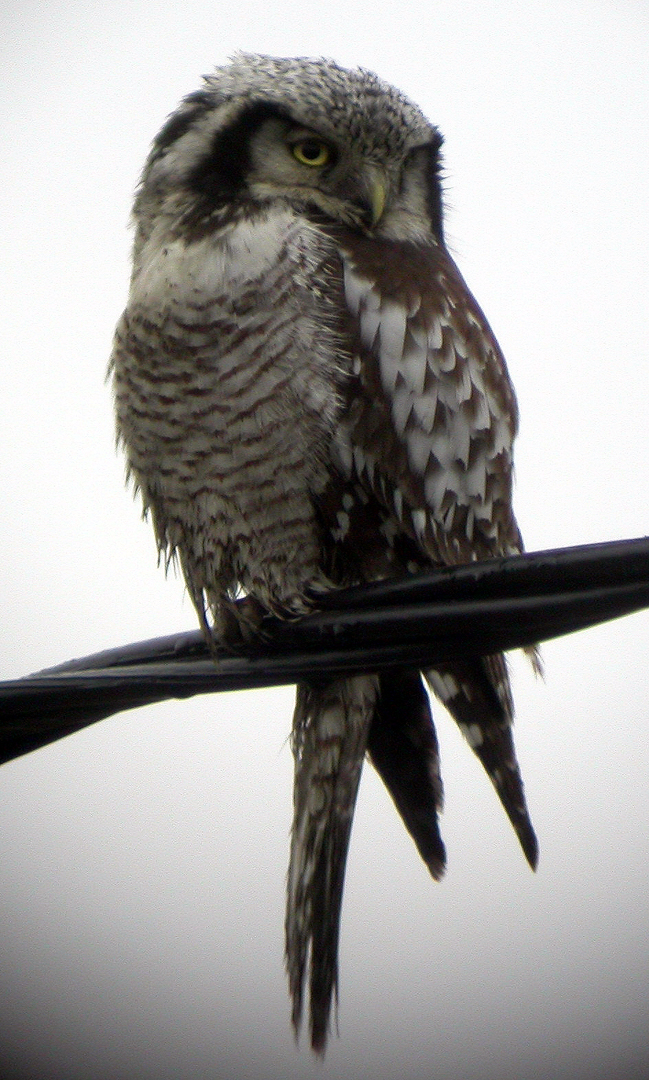 Northern Hawk Owl (Surnia ulula)