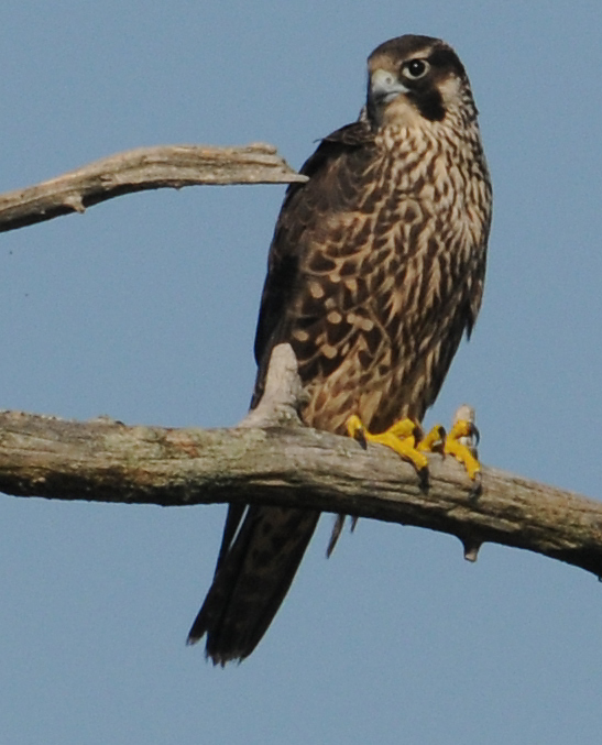 Peregrine Falcon (Falco peregrinus) 