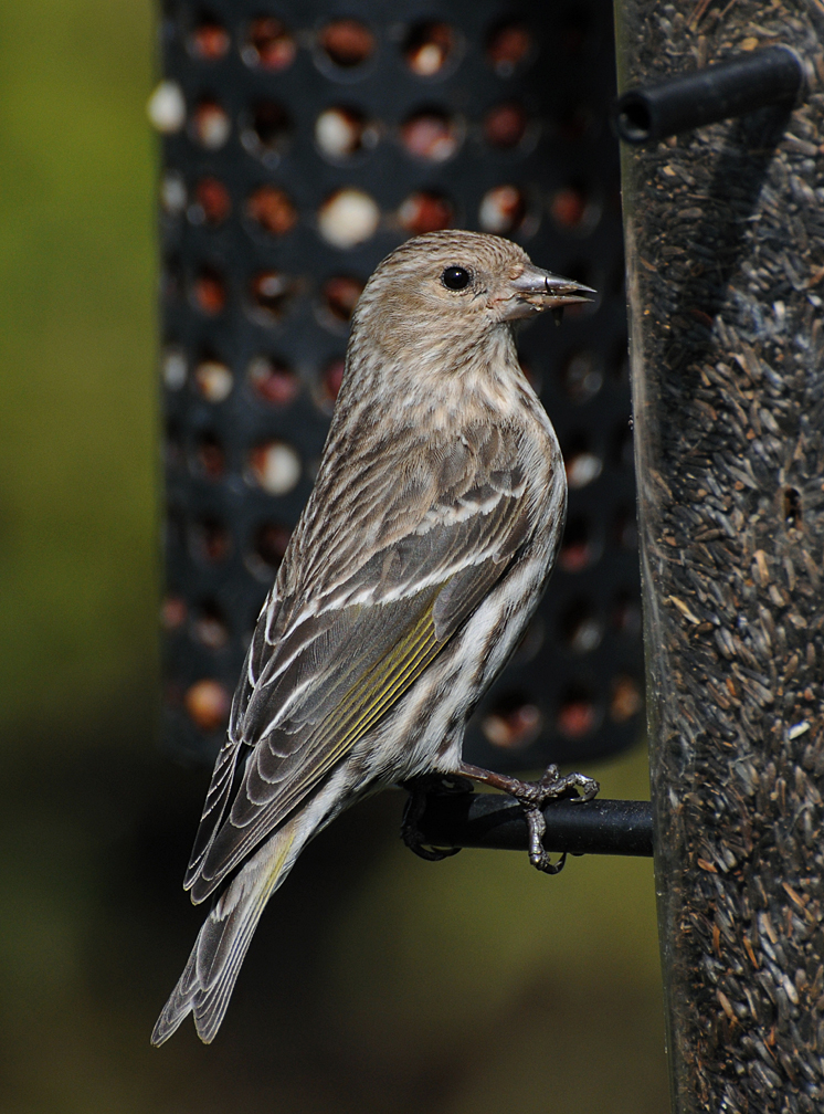Pine Siskin (Carduelis pinus)