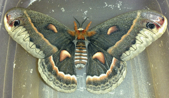 Cecropia Moth  (Hyalophora cecropia)