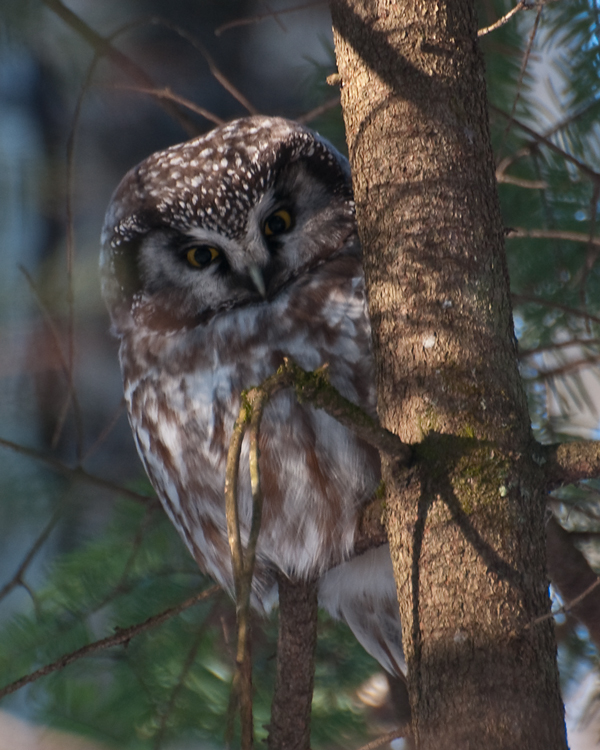 Boreal Owl   (Aegolius funereus)