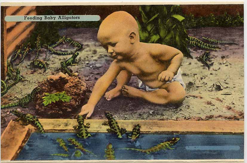 PC Feeding Baby Alligators npm.jpg