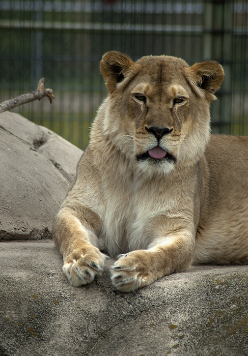 zoo