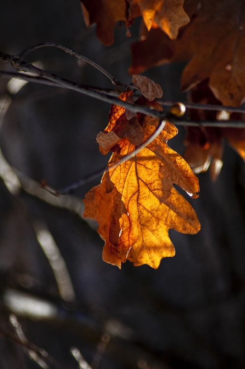 nyip