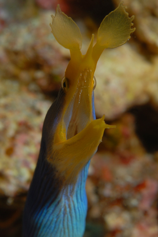 Adult Ribbon Eel