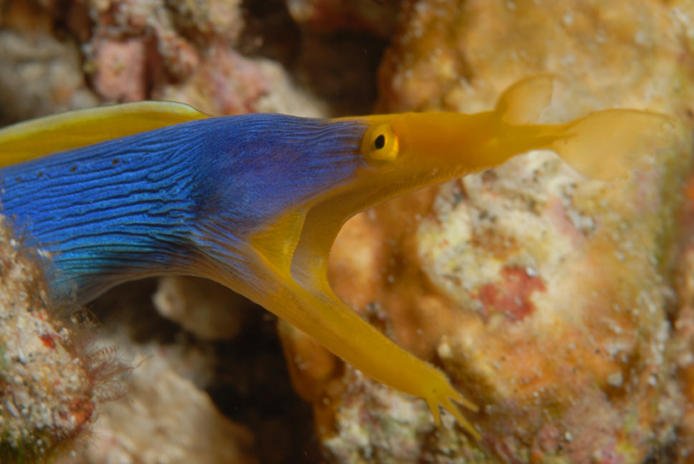 Adult Ribbon Eel