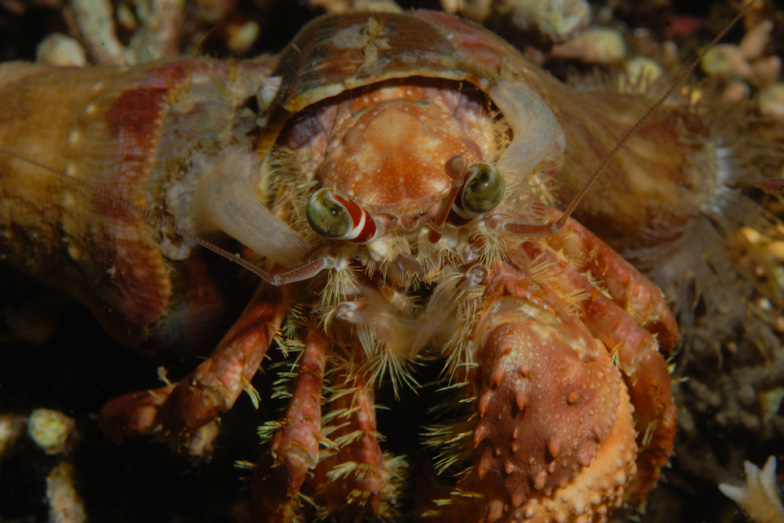 Anemone Hermit Crab