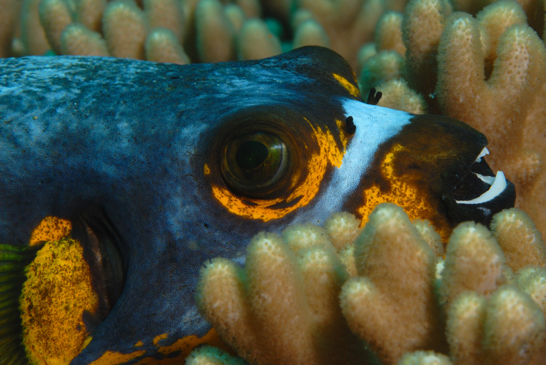Black-spotted Puffer