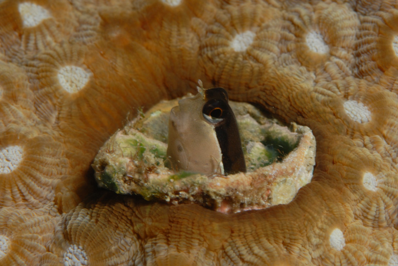 Blenny