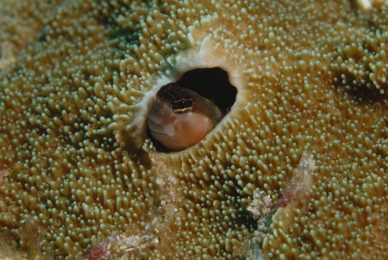 Blenny