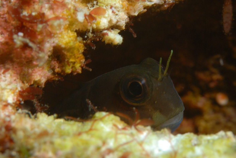 Blenny