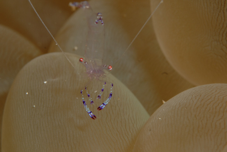 Commensal Shrimp