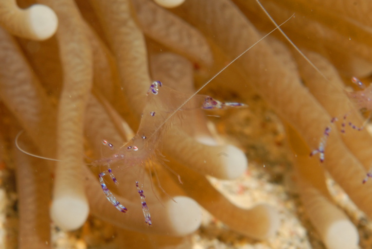Commensal Shrimp