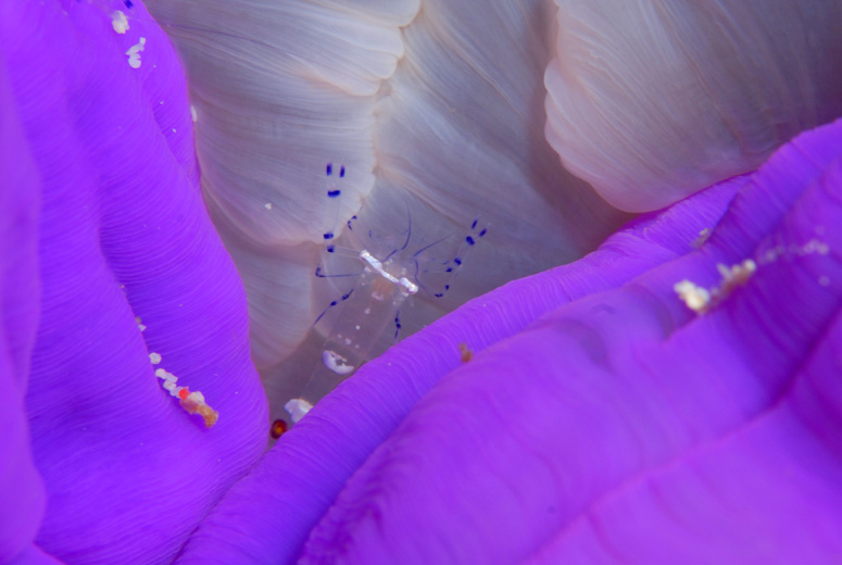 Commensal Shrimp