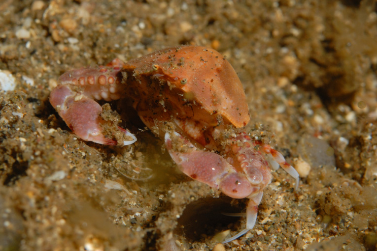 Crab