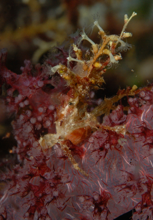 Crab
