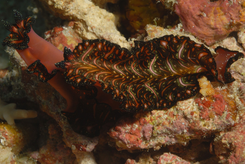 Elegant Flat Worms