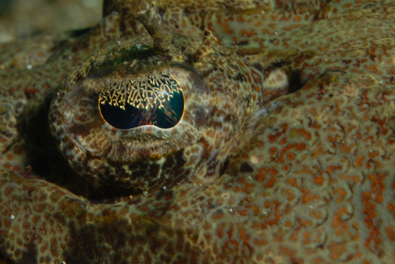 Crocodile Fish Eye