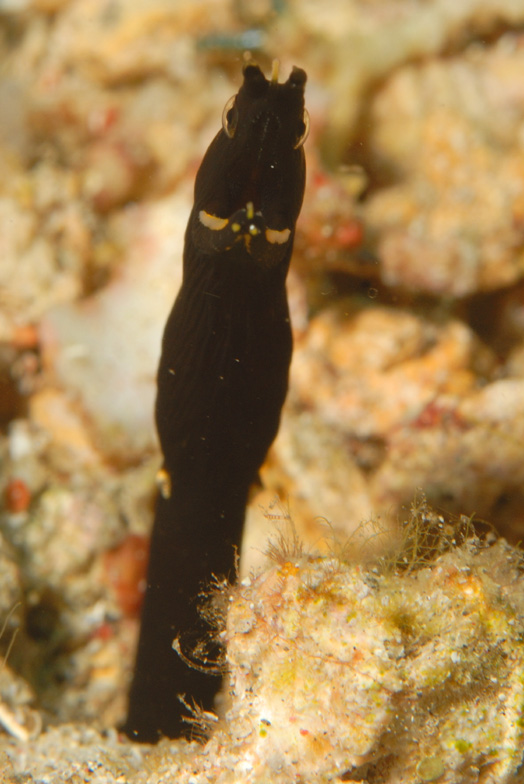 Juvenile Ribbon Eel