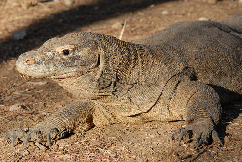 Komodo Dragon
