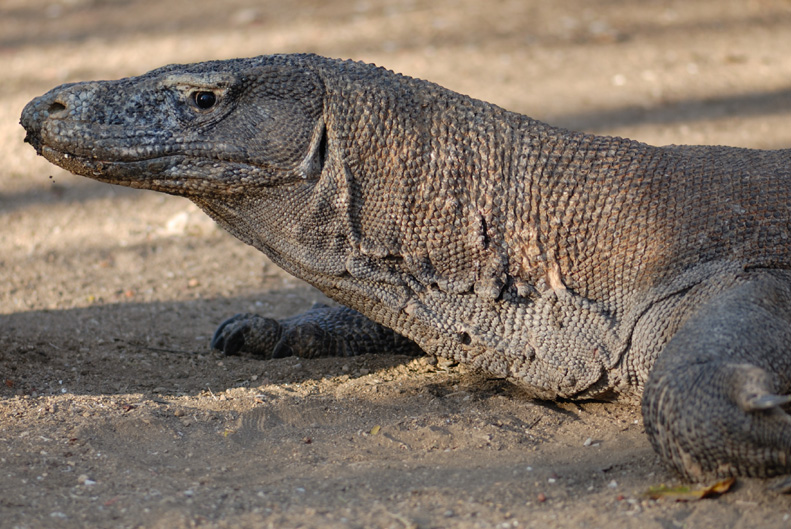 Komodo Dragon