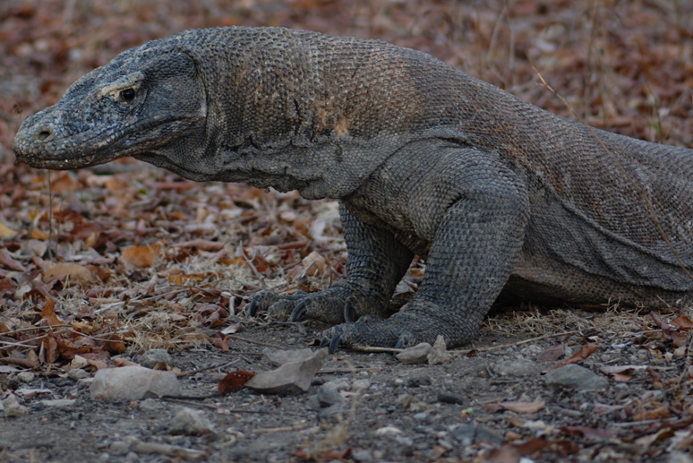 Komodo Dragon
