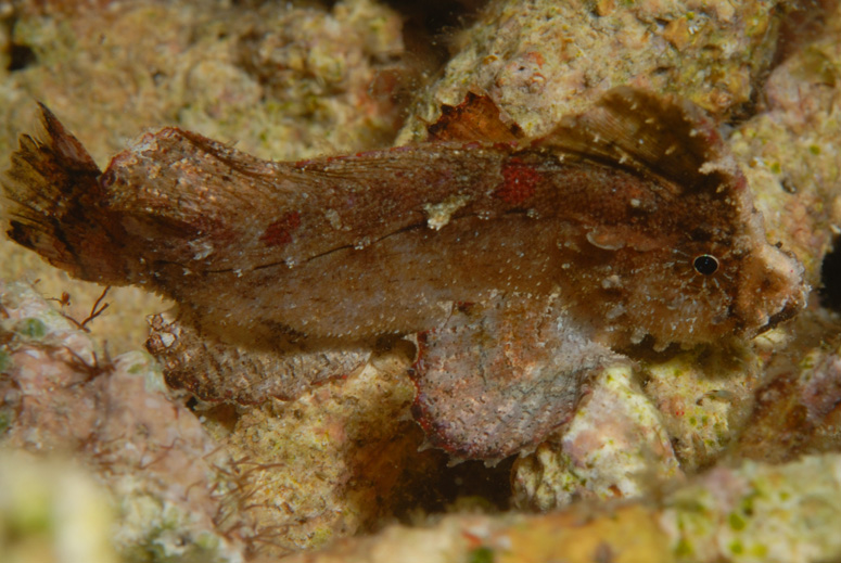 Leaf Scorpionfish