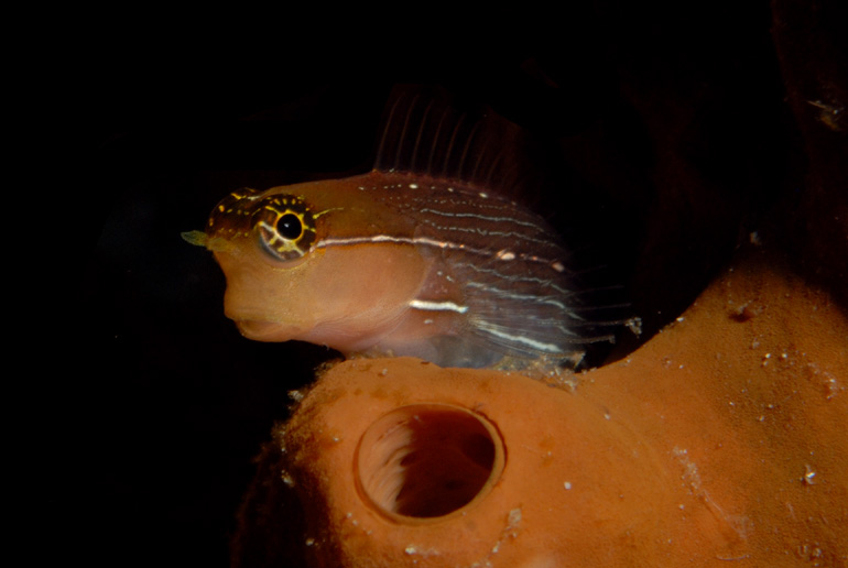 Lined Blenny