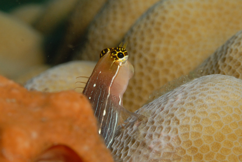 Lined Blenny