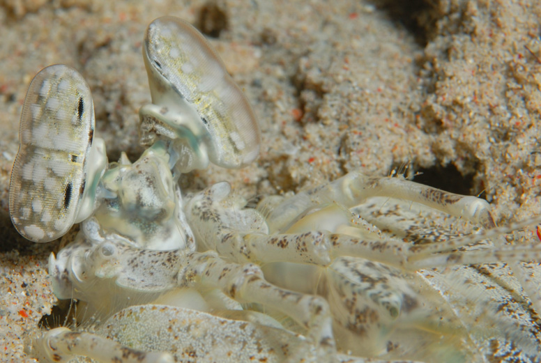 Mantis Shrimp