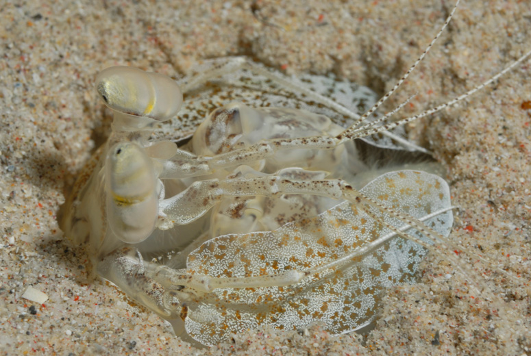 Mantis Shrimp
