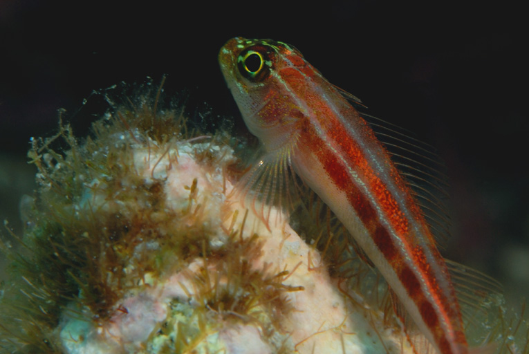 Many Host Goby
