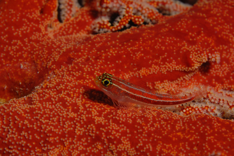 Many Host Goby