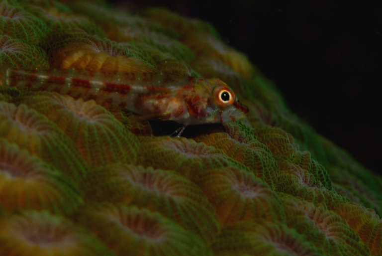 Many Host Goby