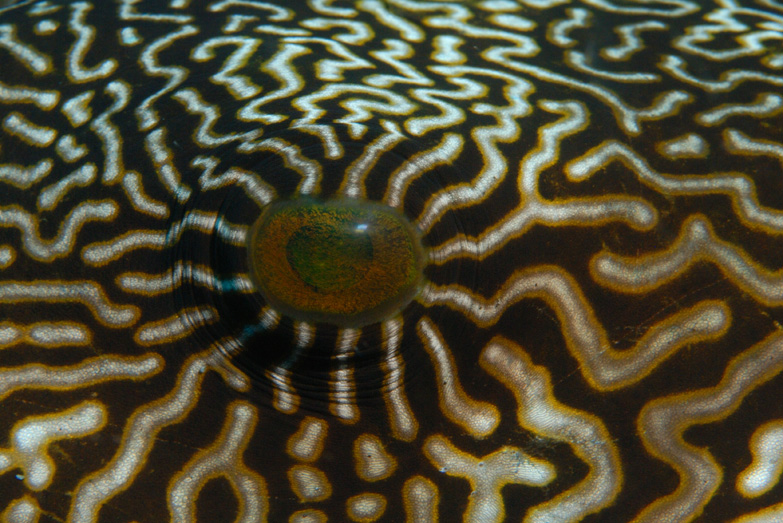 Mappa Pufferfish Eye