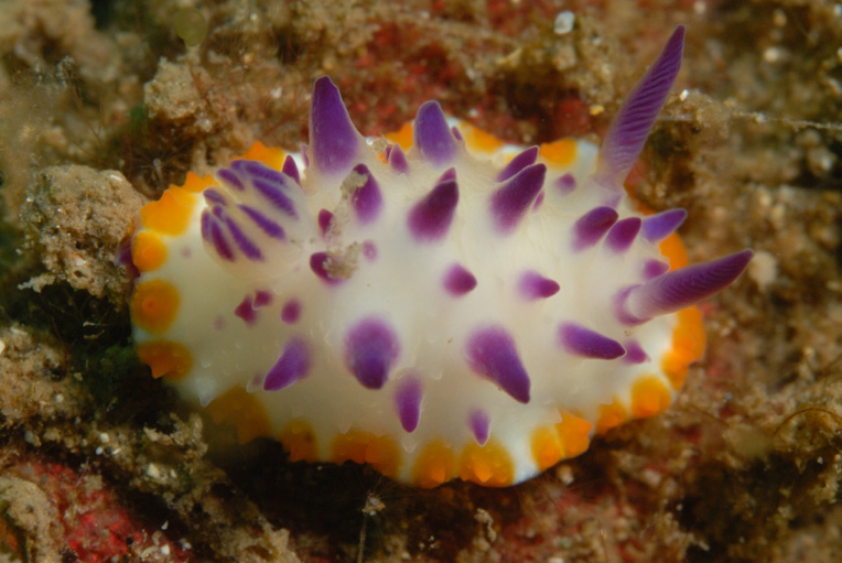 Nudibranch