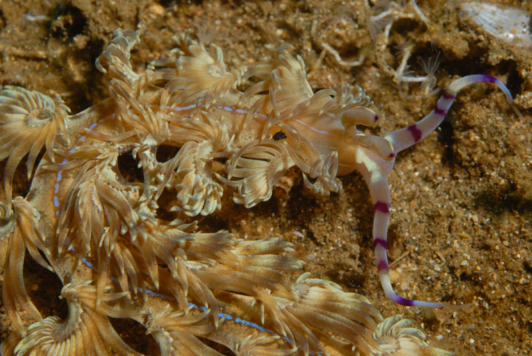 Nudibranch