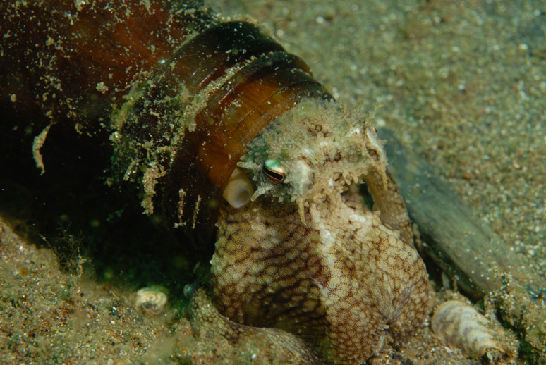 Octopus