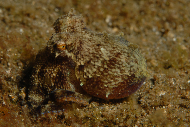 Octopus