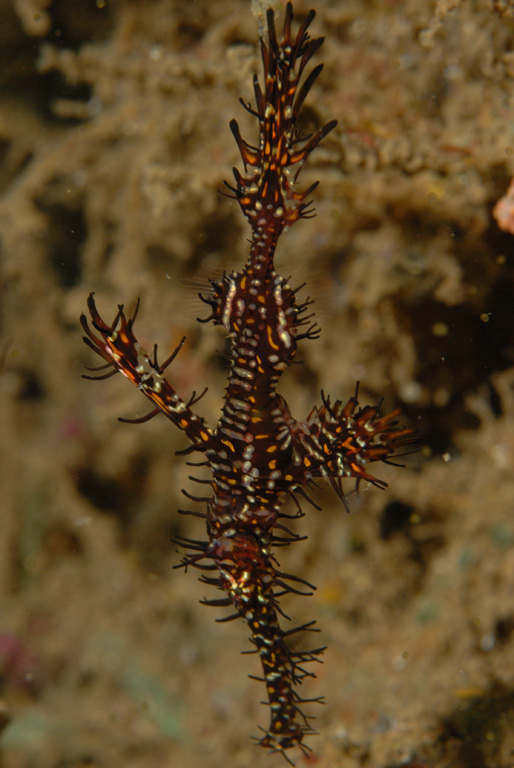 Ornate Ghost Pipefish