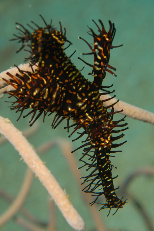 Ornate Ghost Pipefish