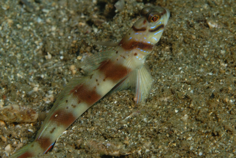 Partner Goby