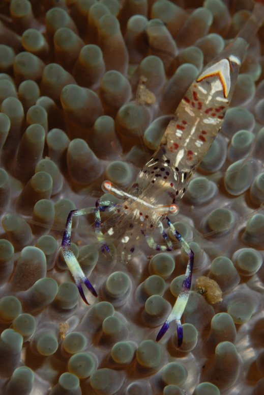 Partner Shrimp