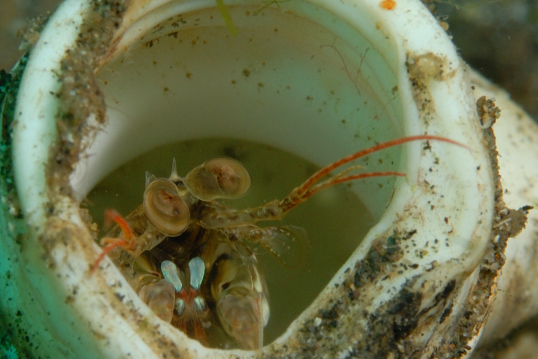 Shrimp