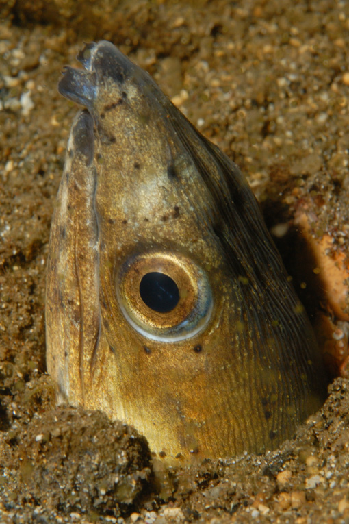 Snake Eel