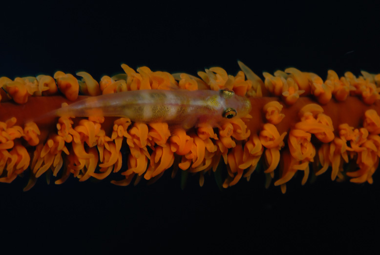 Whip Goby